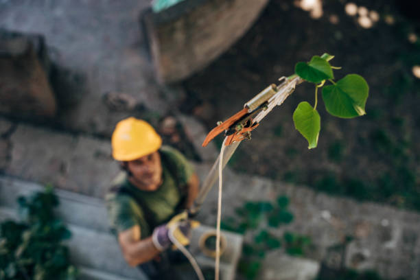 How Our Tree Care Process Works  in  Linthicum, MD