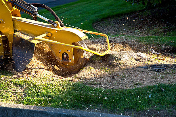 Reliable Linthicum, MD Tree Care Services Solutions